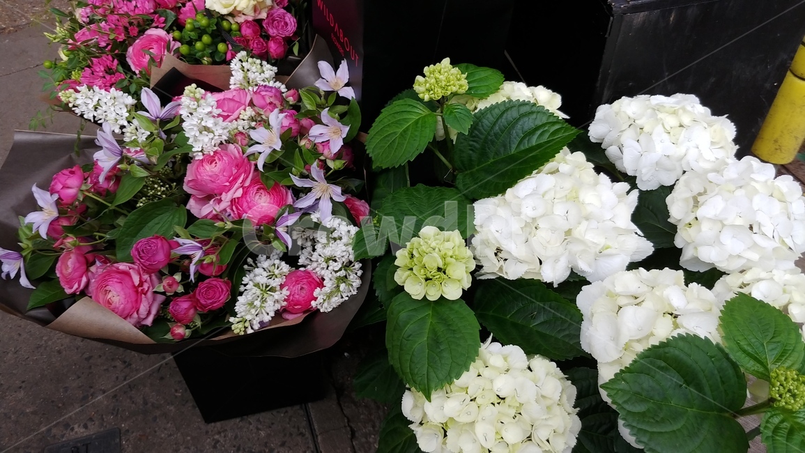 봄,꽃,식물,plant,flower