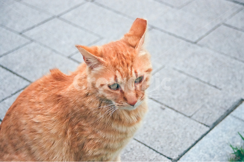 고양이,cat,길고양이,동물,animals,kitten,귀여움,cute,표정,친근함,동물,animal,포유류,mammal,고양이,cat,kitten,kitty