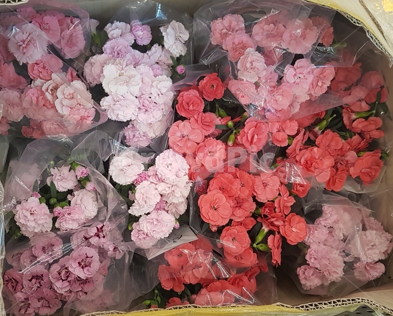 카네이션,꽃,flower,빨간색꽃,분홍색꽃