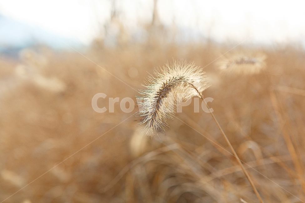 강아지풀,강아지풀꽃,꽃,잡초,가을,풀,공원,야외,가을,계절,fall,autumn,season,식물,자연,plants,nature