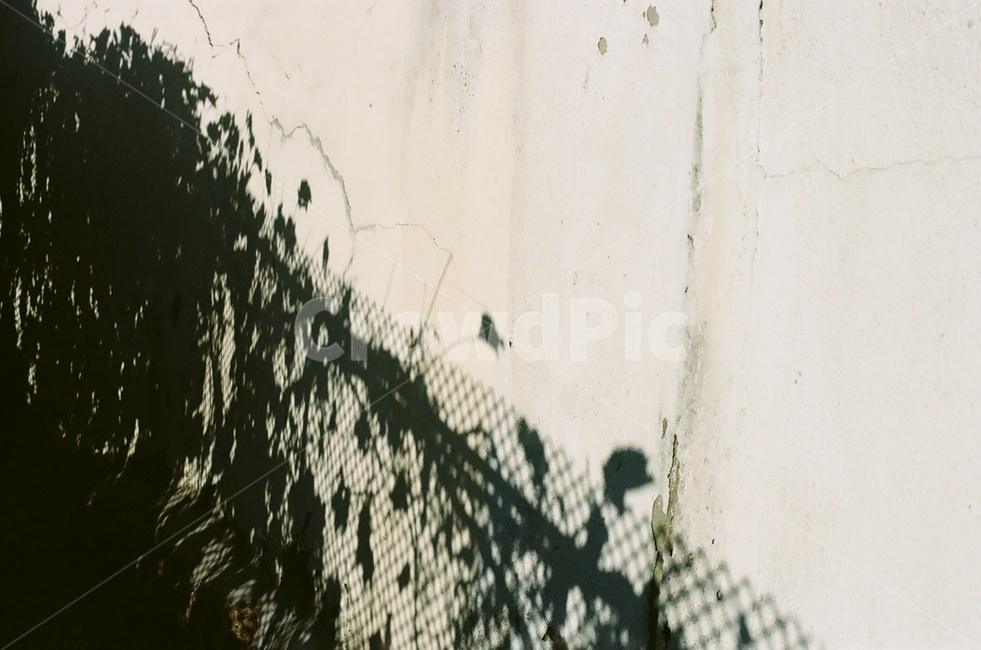 꽃,그림자,실루엣,벽,식물,감성사진,flower,silhouette,shadow,plants,wall,빈티지사진,빈티지느낌,빈티지감성,vintage