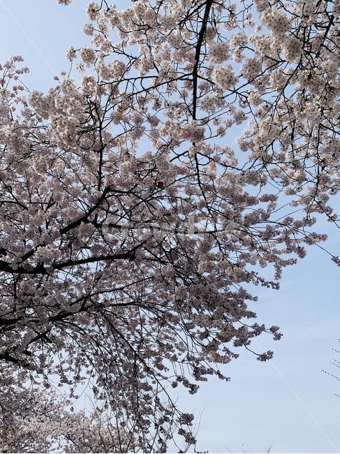 하늘,벚꽃,봄,꽃,로맨틱,식물,자연,plants,nature,꽃,flower