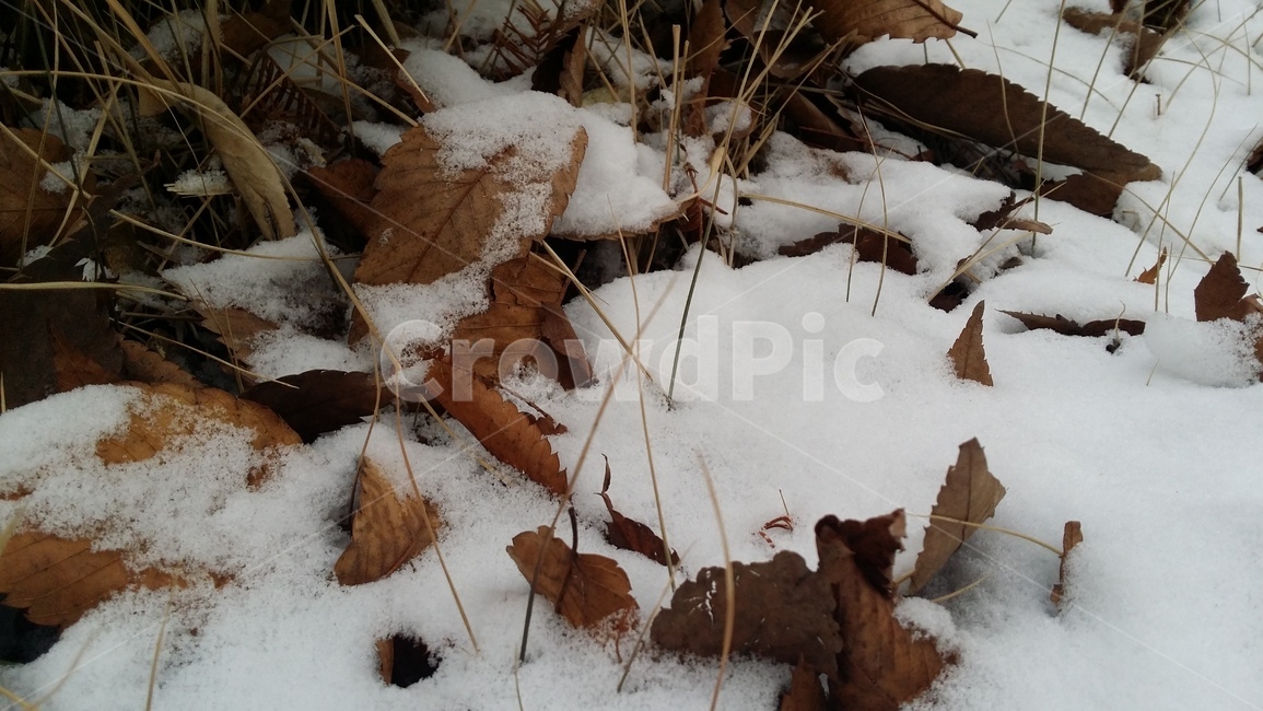 계절,눈,겨울,설경,날씨,하얗다,눈내린풍경,깨끗한풍경,하얀풍경,낙엽,snow,winter,season,흰색,화이트,감성,쌓인눈,겨울,계절,winter,season