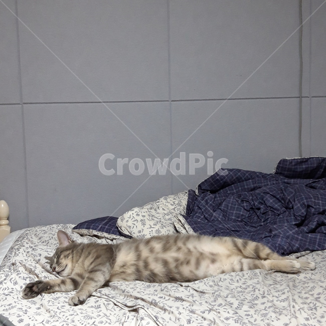 고양이,집고양이,반려묘,반려동물,귀여움,cat,cute,pet