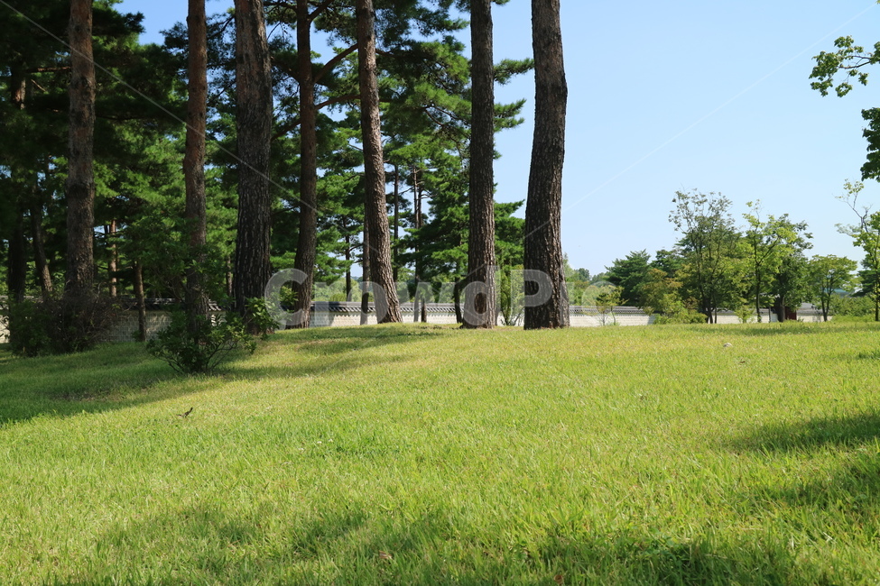 궁전,고궁,한국전통,한국,건축,건물,동양건축,전통가옥,한옥,전통,민속,문화재,담,담장,잔디밭,정원,들판,나무,자연,풍경,nature,landscape,한국전통,한국문화,korean traditional,korean culture,grass,잔디,plant,식물
