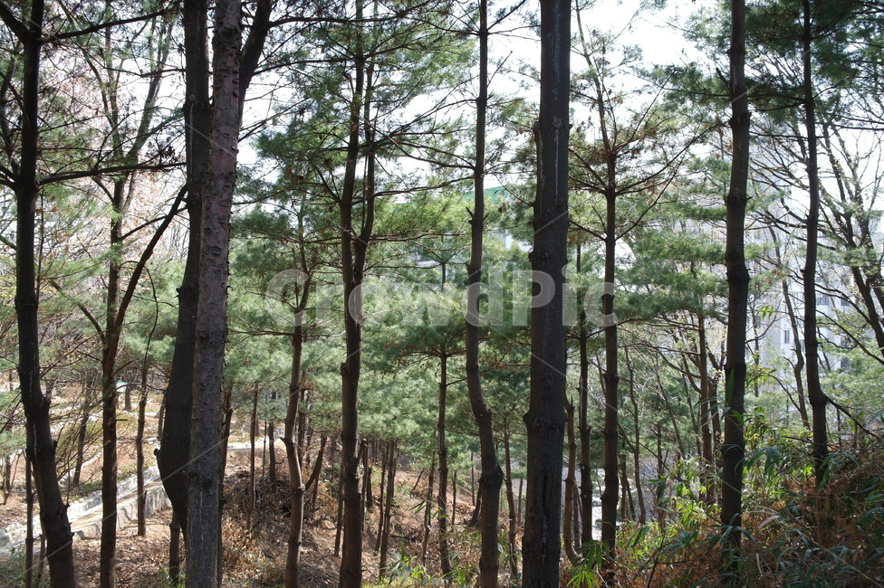 숲,공원,솔나무,뒤산,벤치,공기,참나무,자연,풍경,nature,landscape,tree,나무,plant,식물,vegetation,초목,outdoors,옥외,forest,land,땅,woodland,삼림지,grove,작은 숲,tree trunk,나무 줄기