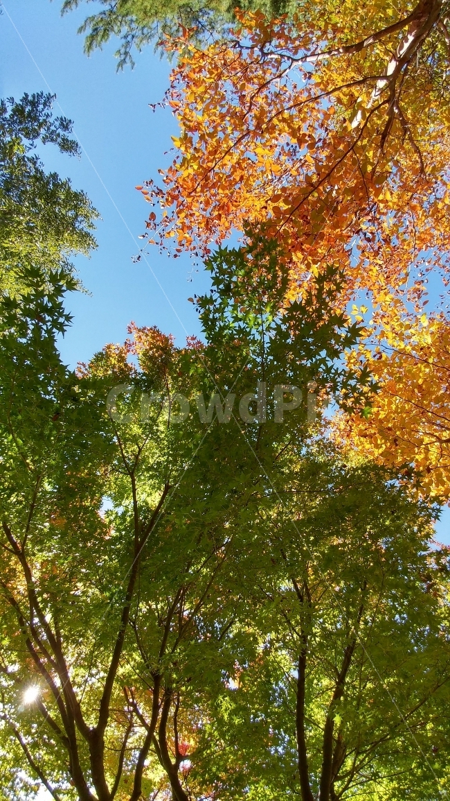가을,단풍,낙엽,나무,풍경,하늘,자연,풍경,nature,landscape,가을,계절,fall,autumn,season,plant,식물,leaf,잎,tree,maple