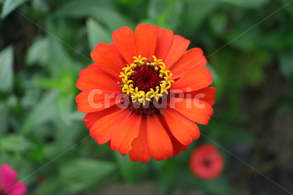 plant,식물,백일홍,zinnia,ninniaelegans,주황색백일홍,국화과,속씨식물,쌍떡입식물,초롱꽃목,원예종