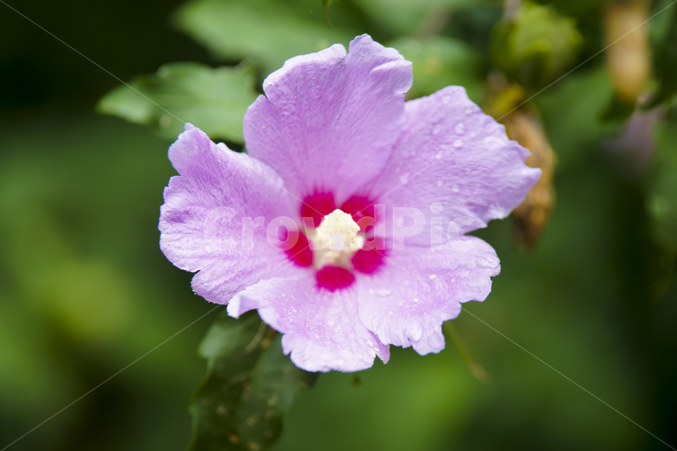 무궁화,무궁화꽃,국화,매크로,roseofsharon,식물,자연,plants,nature,꽃,flower