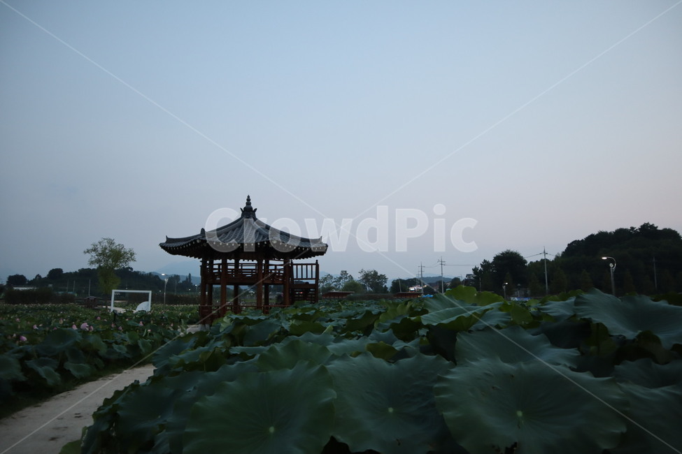 정자,연꽃밭,한국,여름,하늘