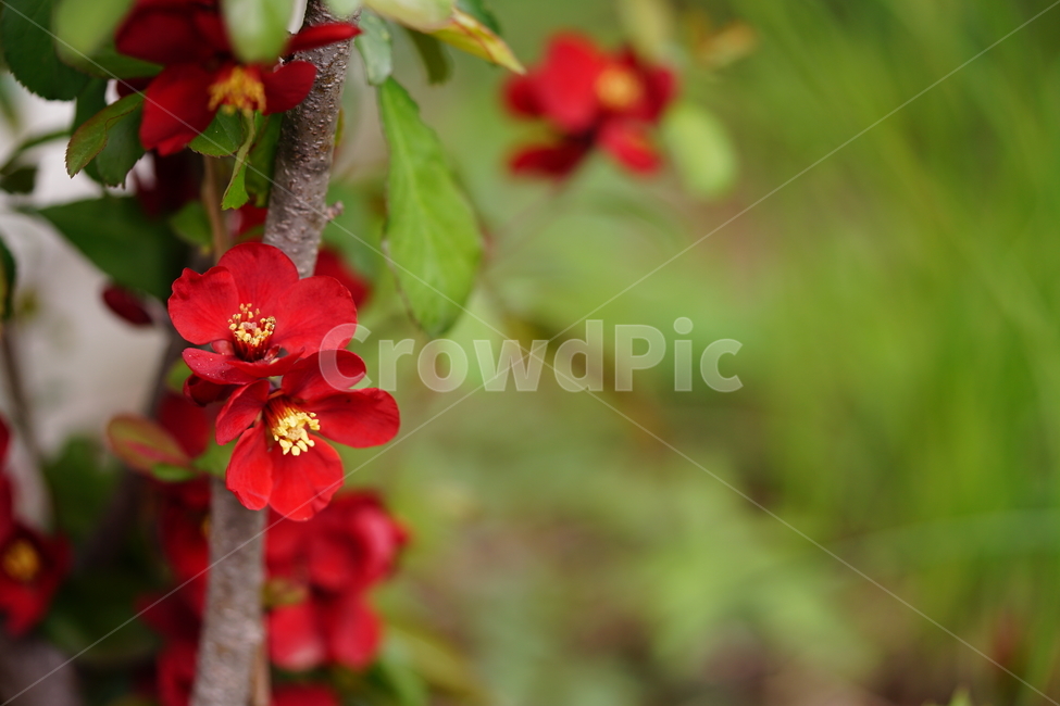 꽃,플라워,flower,레드,빨강,봄,봄꽃,풍경,풍경사진,식물,생명,자연,색감,빨간색,red,접사,화단,잎,식물,자연,plants,nature,꽃,flower