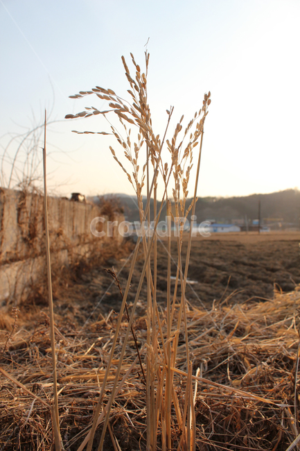 brown,closeup,cut,farm,filed,guizhou,harvest,land,natural,nature,paddy,pattern,plant,plantation,rice,stalk,texture,weed,winter,갈색,브라운,클로즈업,자른,잘린,땅,자연,식물,논,논농사,겨울,논경지,벼베기,시골,농사,벼,농촌,농경지,농작물,쌀,산업,industry,industrial,농업,농사,agriculture,farming,farming industry