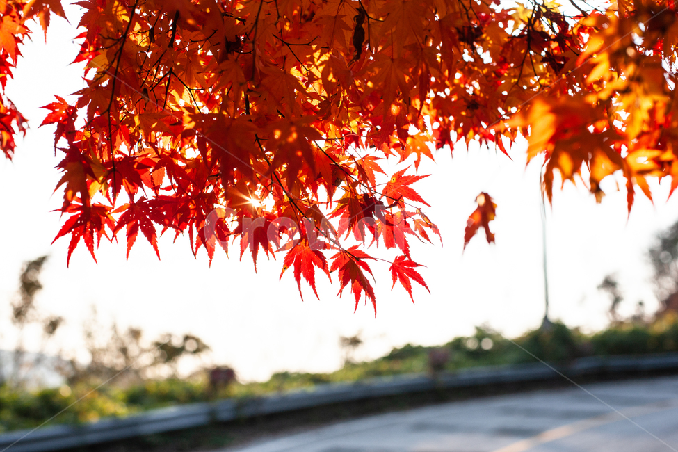 가을,단풍,단풍잎,단풍나무,나무,가을,계절,fall,autumn,season,leaf,잎,plant,식물,tree