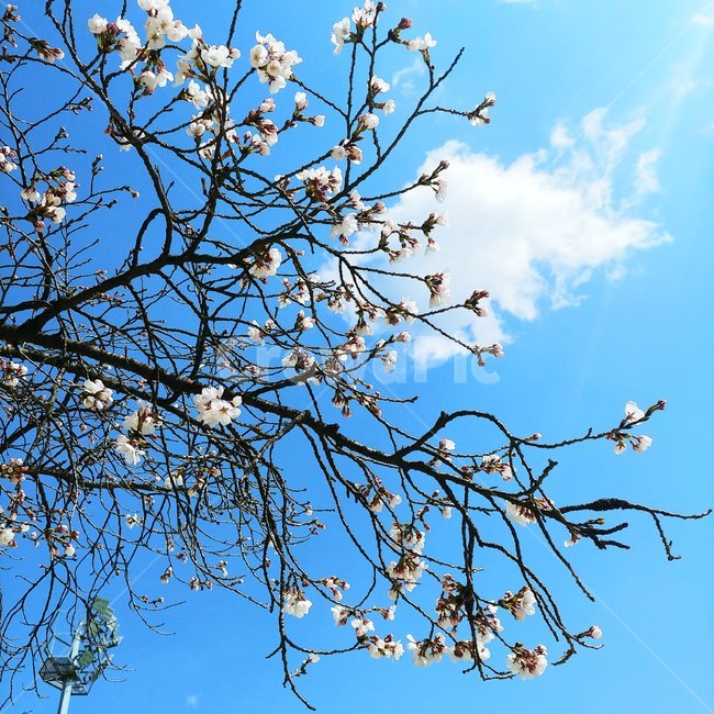 벚꽃,blossom,봄,plant,식물,tree,나무,봄,계절,spring,season