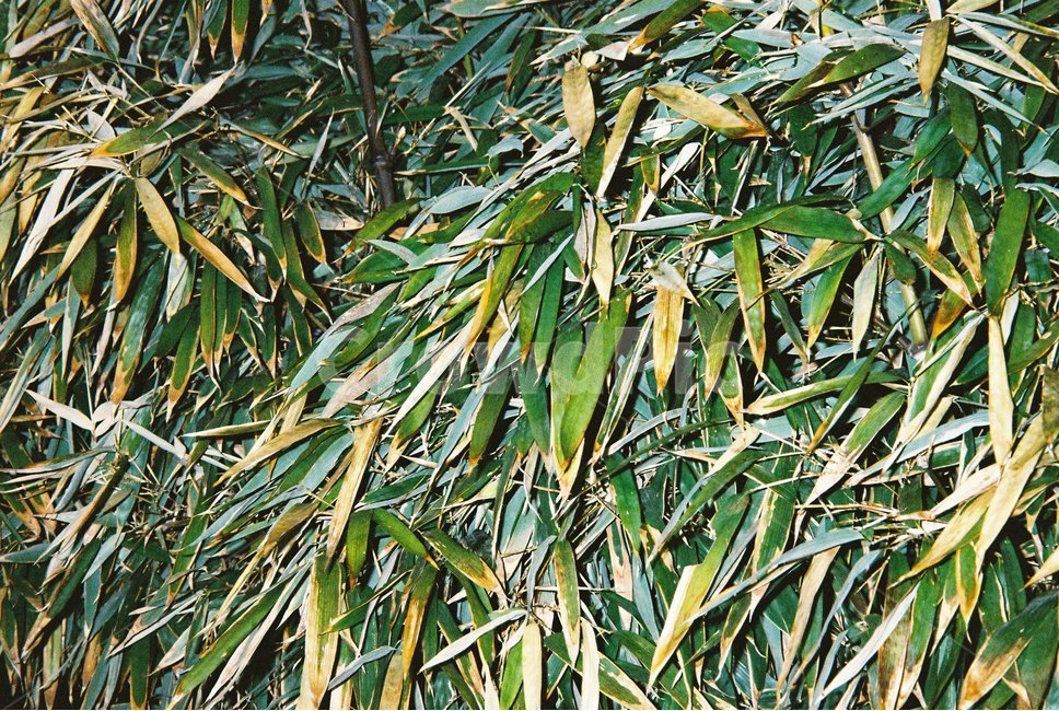 오래된,대나무,자연,나뭇잎,바람,숲,풀,초록색,쓸쓸함,외로움,old,bamboo,nature,green,yellow,wind,leaf,leaves,lonely