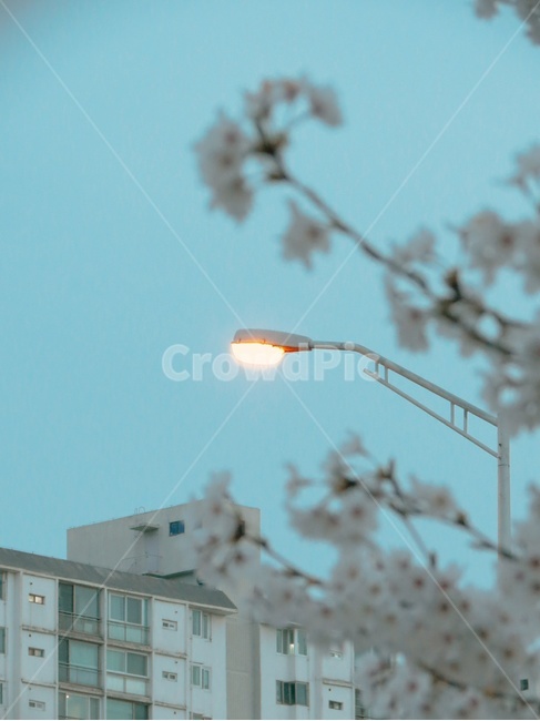 가로등,벚꽃,새벽,하늘,가로등불빛