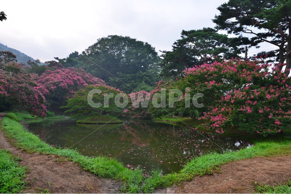 담양명옥헌,명옥헌원림,배롱나무,명옥헌배롱나무,명옥헌연못,outdoors,옥외,nature,자연,water,물,자연,풍경,nature,landscape