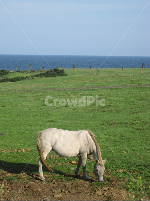 제주도,목장,바다,말,jejuisland,pasture,sea,blue,green,white,horse,파란색,녹색,흰색,하늘,sky,수평선,horizon,풍경,scenery,landscape,제주도,jeju,jeju island,동물,animal,포유류,mammal,grassland,목초지,outdoors,옥외,field,들,nature,자연,rural,농촌,farm,농장,grazing,방목,meadow,ranch