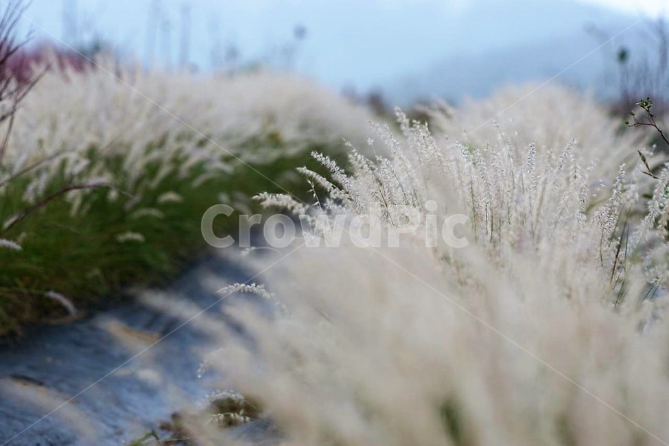 가을,억새,자연,식물,하늘,흰색,초록색,풍경,감성,서정,nature,season,autumn,fall,white,green,가을,계절,fall,autumn,season,식물,자연,plants,nature,grass,잔디,plant,lawn