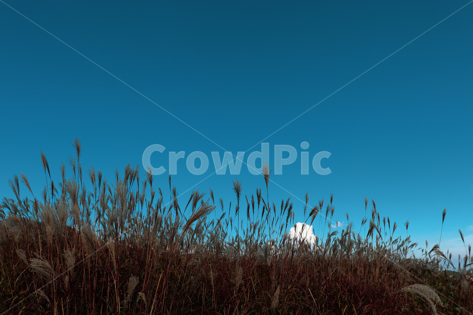 reed,갈대,grass,plant,식물,자연,하늘,nature,sky,blue,식물,자연,plants,nature