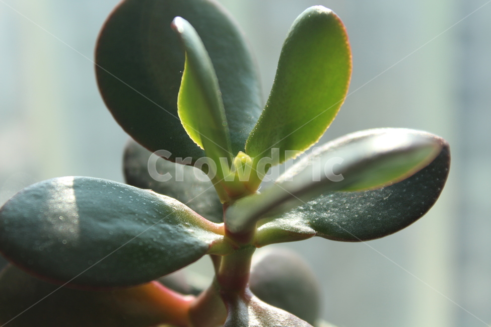 식물,plant,잎,leaf,green