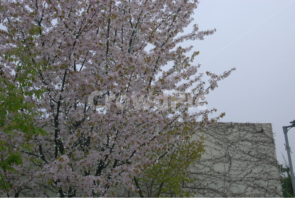 봄,벚꽃,봄나들이,꽃구경,봄봄봄,봄,계절,spring,season,plant,식물,blossom,꽃,flower,cherry blossom