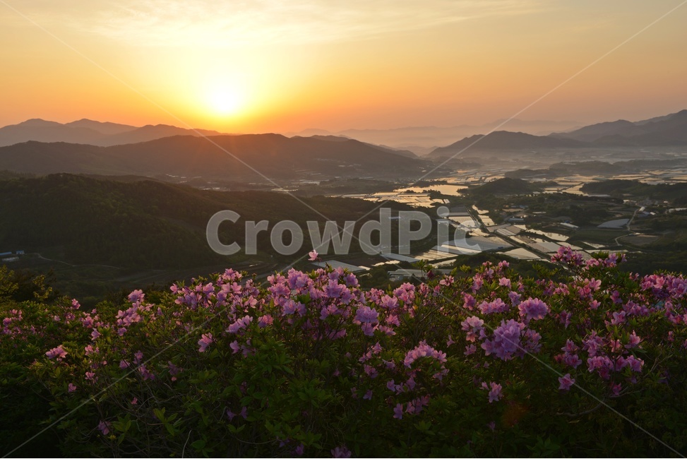plant,식물,blossom,전북,남원,봉화산,봉화산철쭉제,철쭉,철뚝꽃,철뚝제,봉화산아침,여명,일출,해돋이,flower,꽃,flare,플레어,light,빛,sunlight,햇빛,자연,outdoors,옥외,mountain,산,mountainrange,산맥,slope,경사