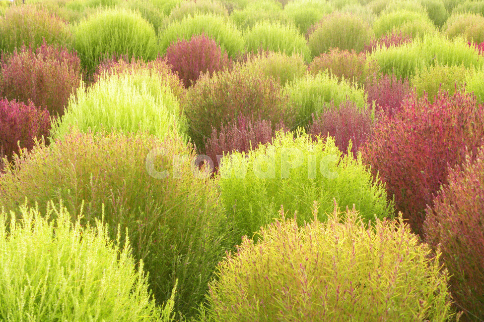 댑싸리,꽃댑싸리,코키아,녹색,적색,식물,자연,plants,nature