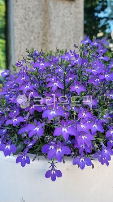 Origin South Africa,lobelia,blossom,Suzanae family,dicotyledonous plant,coldresistant plants,plant,annual plant,flower