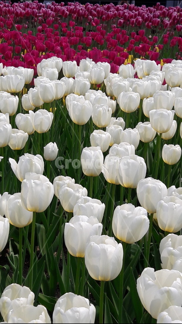 튤립,꽃,고양국제꽃박람회,순결,사랑의고백,식물,자연,plants,nature,꽃,flower