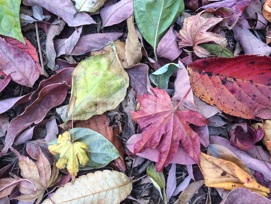 단풍,낙옆,파스텔,단풍잎,가을,maple,가을,계절,fall,autumn,season,plant,식물,leaf,잎,tree,나무