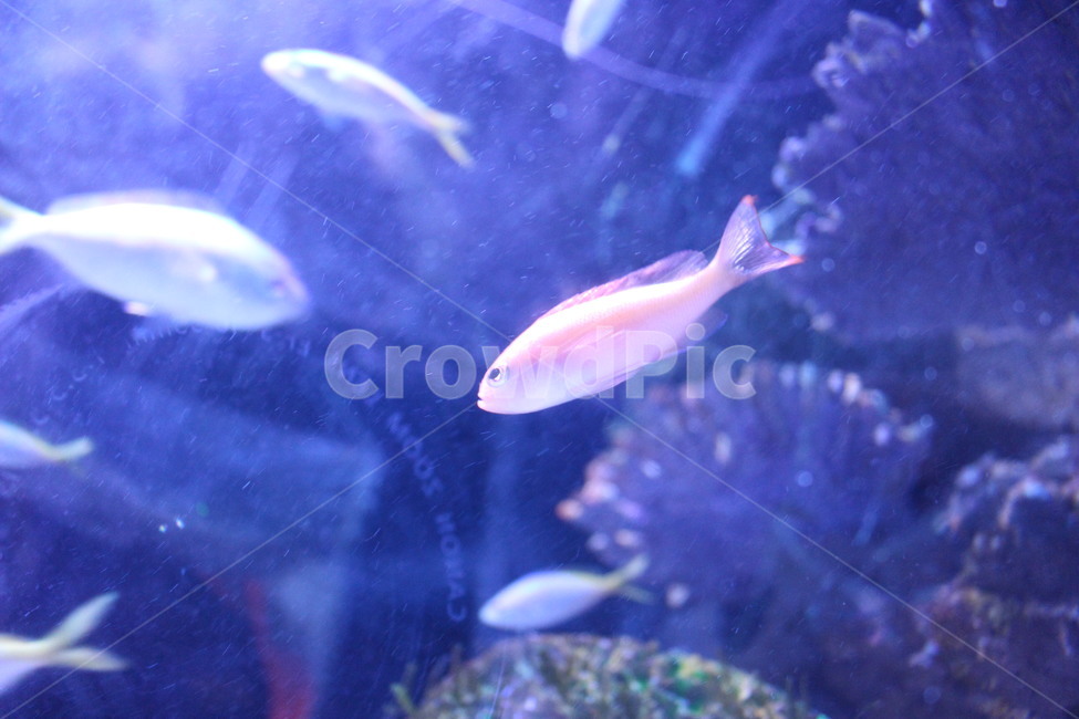 water,물,fish,물고기,동물