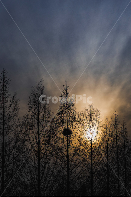 노을,석양,나무,햇빛,그림자,sunset,겨울,계절,winter,season,자연,풍경,nature,landscape,weather,날씨,outdoors,옥외