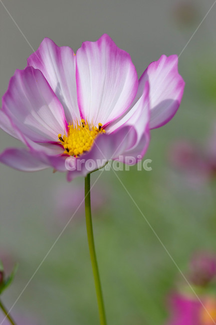 가을,야외,코스모스,plant,식물,flower,blossom,꽃,식물,자연,plants,nature,꽃,flower