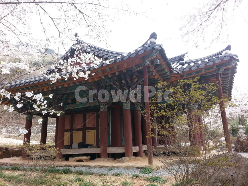 여수,흥국사,영취산,이교관,벚꽃,봄,계절,spring,season,한국전통,한국문화,korean traditional,korean culture,식물,자연,plants,nature,꽃,flower,종교,신앙,religion,belief,faith,건축물,건물외관,exterior,building,structure,architecture,construction,porch,현관,patio,안마당