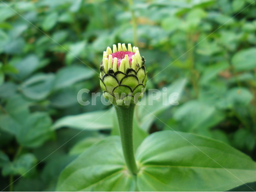 봄,꽃,봉오리,백일홍,아웃포커스,봄,계절,spring,season,식물,자연,plants,nature,꽃,flower,plant,bud,싹,blossom,sprout,새싹