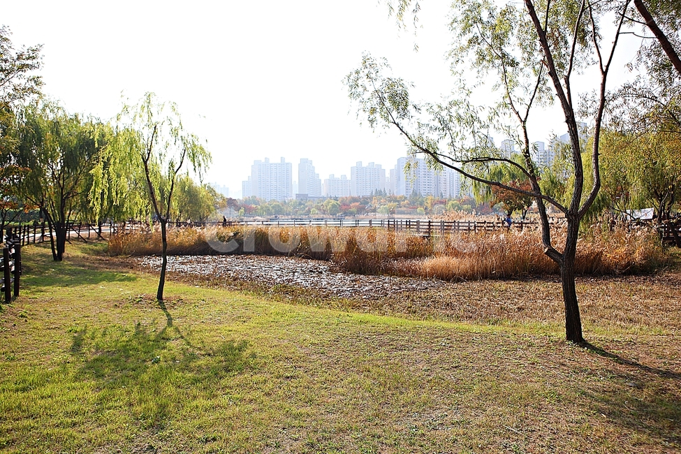 Bucheon Lake Park,reeds,nature,plants,grass,silver grass,weeds,lake,landscape,park