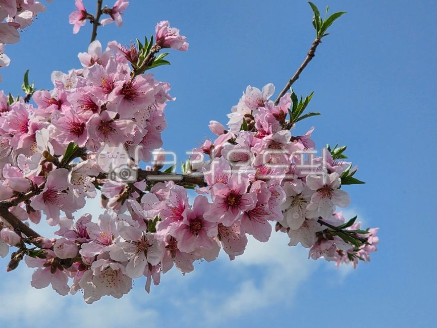 peach blossom,flower,flower tree,tree,peach