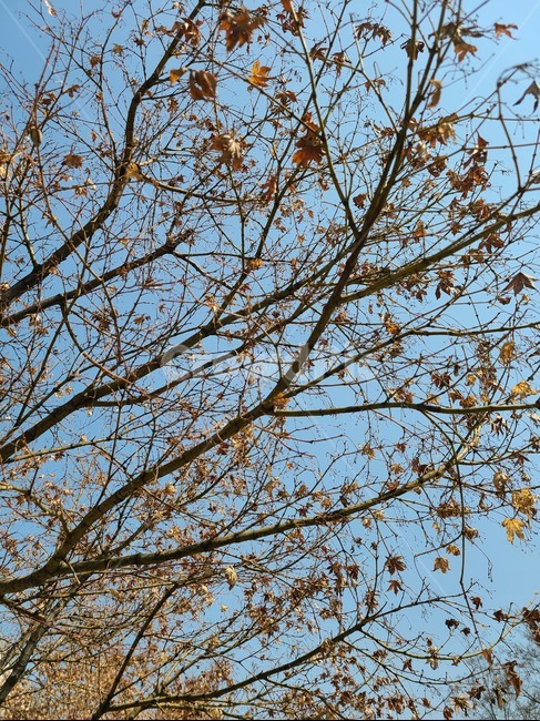식물,나무,tree,plant,하늘,가을
