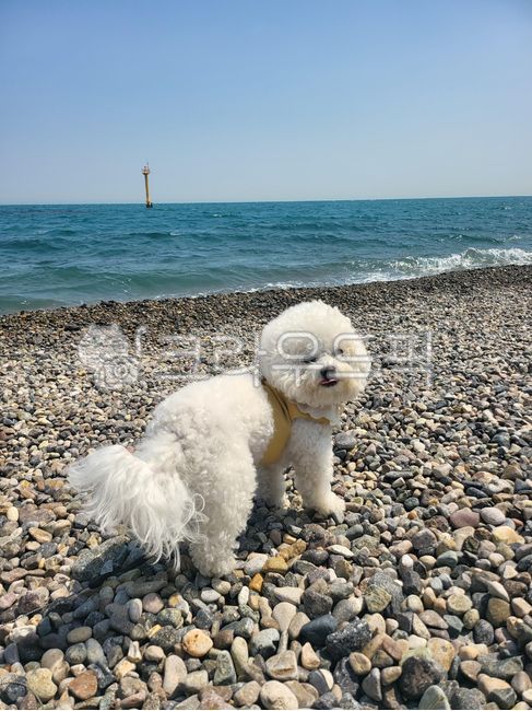 강아지,귀여운동물,바다,웃는강아지,beach,해변,자연,동물,dog,개,애완동물,pet