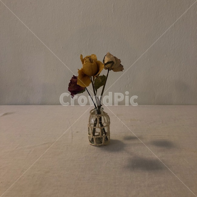 꽃,화병,장미,꽃병,분위기,감성,실내용화초,화분,화초,house plant