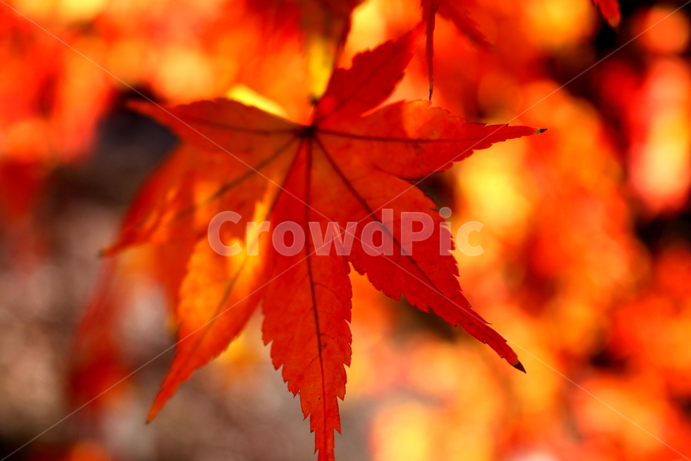 가을,단풍잎,maple,단풍,자연,잎,클로즈업,가을,계절,fall,autumn,season,식물,자연,plants,nature,leaf,plant,tree,나무