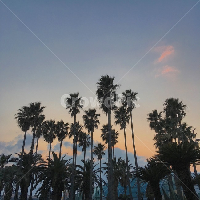 제주도,야자수,풍경,mood,여행,travel,holiday,everydayzoe,자연,풍경,nature,landscape,해외,외국,세계,foreign,oversea,world,세계자연풍경,해외자연풍경,외국자연풍경,world nature landscape,식물,plants,나무,trees,wood,tree,plant,palm tree