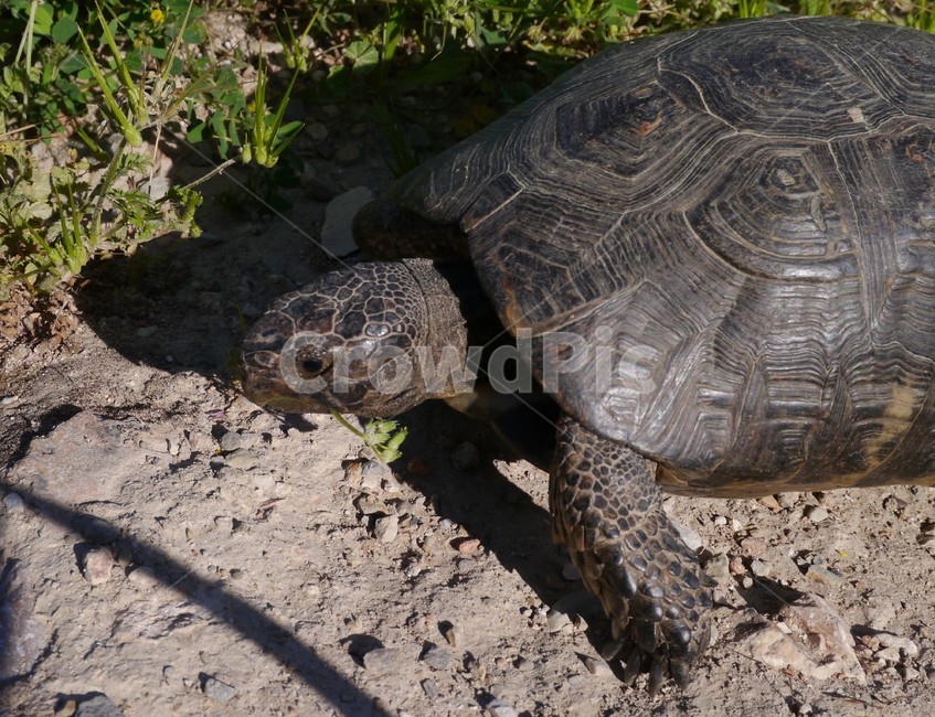야생거북이,거북이,turtle,야생거북,육지거북,그리스,야생동물,아크로폴리스,동물,animal,파충류,양서류,reptile,amphibian
