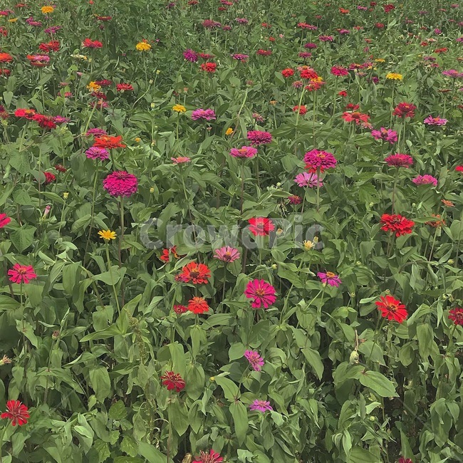 꽃,여름,식물,자연,flowers