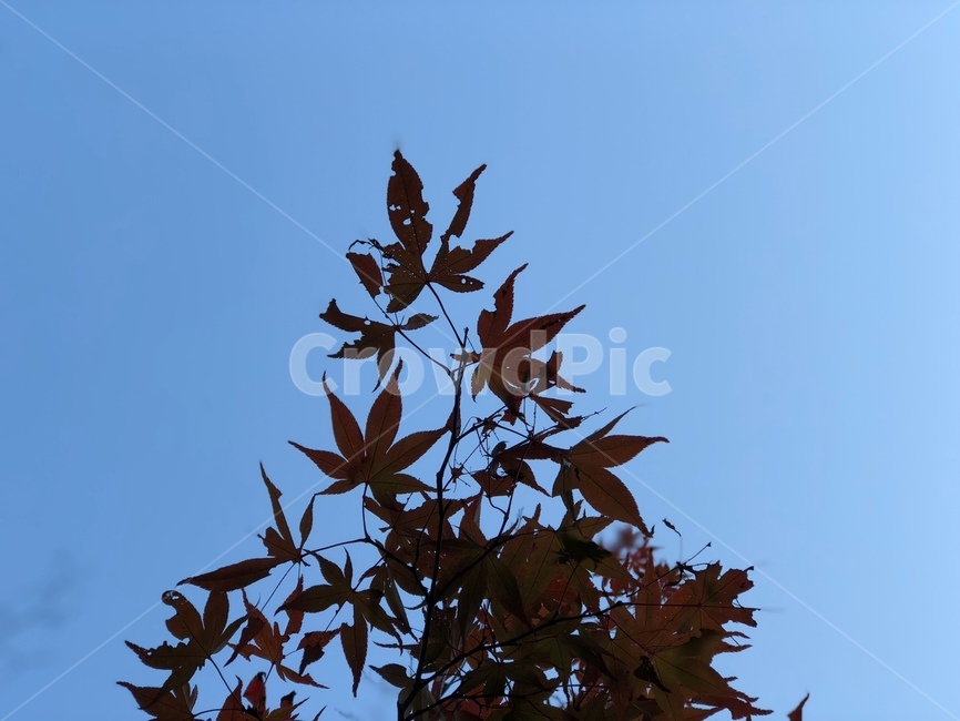 단풍,가을,삼각형,산,단풍잎