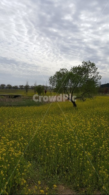 유채꽃,nature,자연,들,농장,farm,순천유채꽃,순천국가정원유채꽃,하늘,구름,나무,자연,풍경,nature,landscape