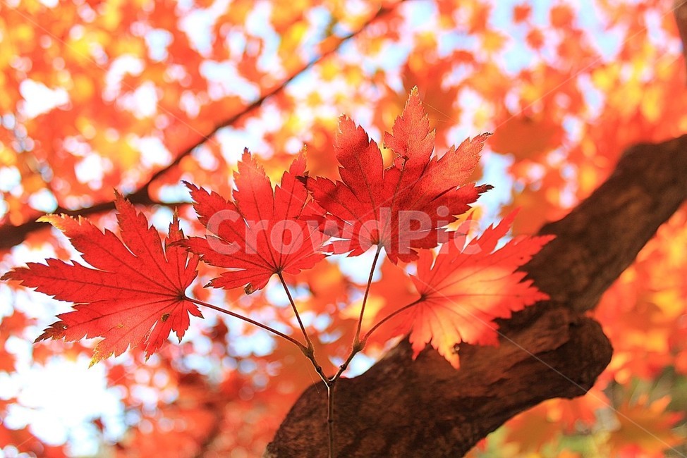 단풍잎,가을,산행,햇살,fall