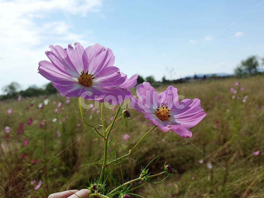 꽃,가을,코스모스,flower,plant,자연,nature,식물,자연,plants,nature,꽃,flower