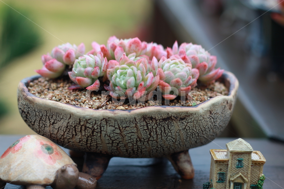 다육,다육식물,다육화분,예쁜식물사진,식물사진,실내용화초,화분,화초,house plant